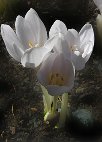 Kikerics